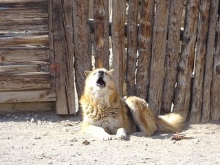 20180318-25 Mongol-Kazakh (1096).JPG