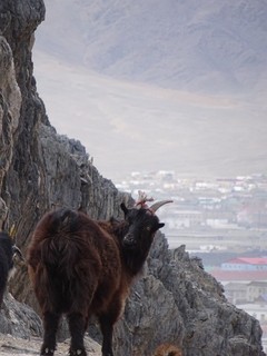 20180318-25 Mongol-Kazakh (225).JPG