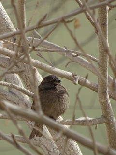 20180318-25 Mongol-Kazakh (575).JPG