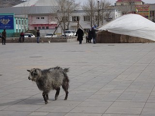 20180318-25 Mongol-Kazakh (615).JPG